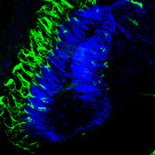 Mid-stage Drosophila pupae stained with DSHB’s rabbit anti HA-rRB IgG (green) and Alexa Fluor™ Phalloidin 405 (blue). Secondary antibody: Gibco BRL, FITC. Image credit: Mei-Ling Joiner